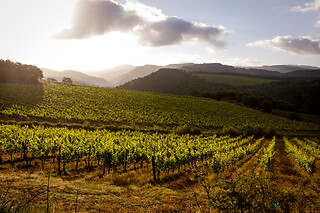 Visita guidata e degustazione di vini presso il Castello di Meleto in provincia di Siena