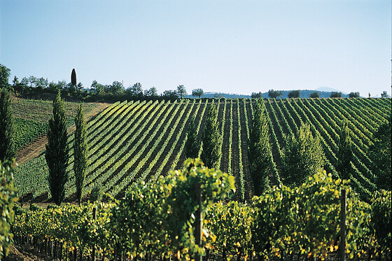 Visita ai vigneti e alla cantina con degustazione guidata di vini presso Tenuta Santavenere a Montepulciano