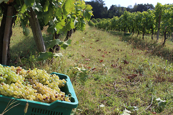 Cantina Brugnoni - photo 1