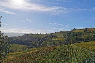 Visita della cantina con degustazione vini presso l'Azienda Agricola Gallo Montabone in provincia di Asti