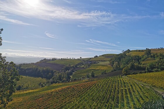 Visita della cantina con degustazione vini presso l'Azienda Agricola Gallo Montabone in provincia di Asti