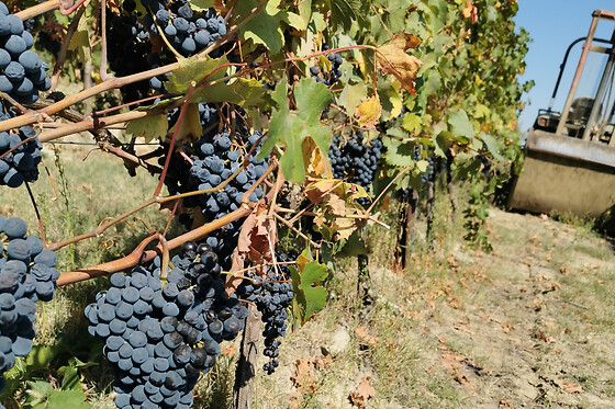 Visita della cantina con degustazione vini presso l'Azienda Agricola Gallo Montabone in provincia di Asti