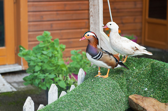 Les Canards de la Germaine - photo 16