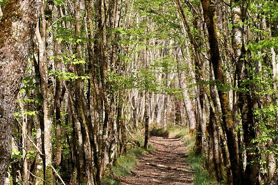 O Création bois - photo 10