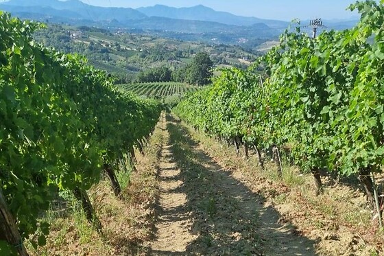 Aminea_winery - photo 2
