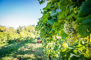 Visita alla cantina con degustazione di tre vini all'Azienda Agricola De Riz in provincia di Treviso
