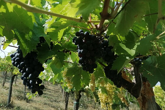 Az.Agricola Rabasco - photo 2