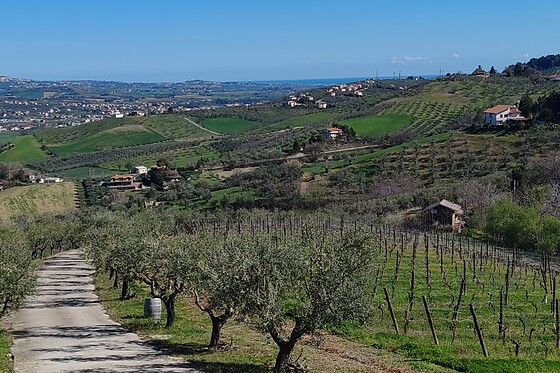 Az.Agricola Rabasco - photo 4