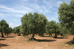 La Grande Pigna Tra Gli Alberi