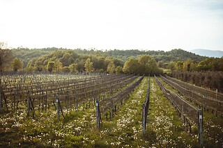 Visita alla cantina e ai vigneti con degustazione guidata di vini biologici presso Podere dei Folli in provincia di Brescia
