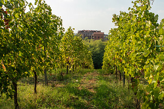 Visita alla cantina con degustazione presso Poderi di San Pietro in provincia di Milano