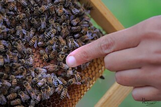 Alla scoperta del mondo delle api da Le Api di Demetra, in provincia di Treviso
