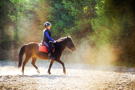 Le Haras des Ouches - photo 5