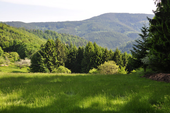 Ferme SAXERMATT - photo 13