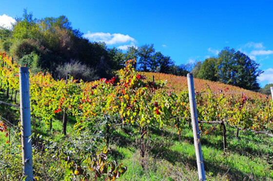 Visita di vigneti e cantine con degustazione presso Tenuta De Lisio in provincia di Avellino
