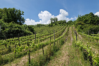 Visita di vigneti e cantine con degustazione presso Tenuta De Lisio in provincia di Avellino