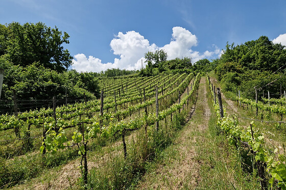 Visita di vigneti e cantine con degustazione presso Tenuta De Lisio in provincia di Avellino