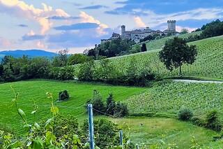 Visita dei vigneti con degustazione e bottiglie presso Marino Barani & Figli in provincia di Piacenza
