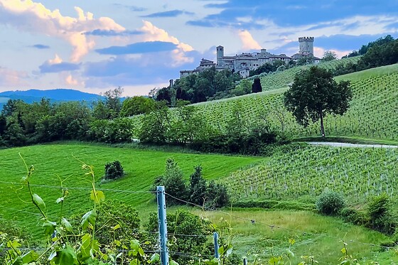 Visita dei vigneti con degustazione e bottiglie presso Marino Barani & Figli in provincia di Piacenza