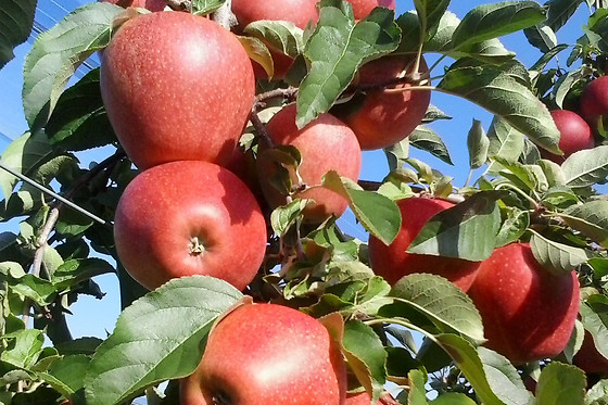 Agritur NonSoloMele - photo 4