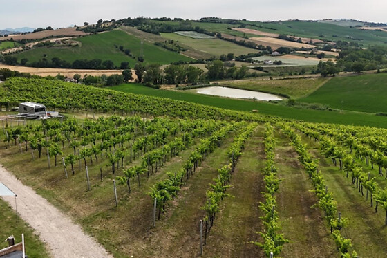 Azienda Agricola Bartolacci - photo 5