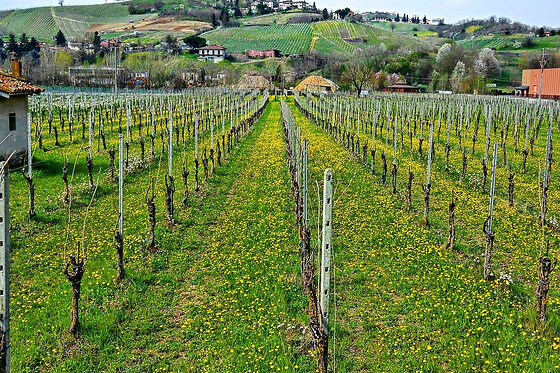Az. agricola Colle del Bricco - photo 0