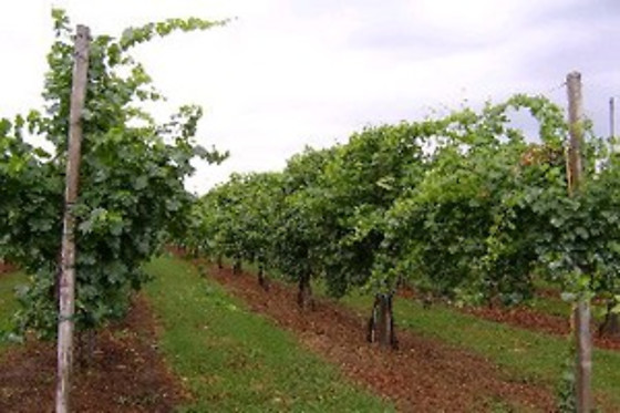 Agriturismo Acetaia Paltrinieri - photo 2