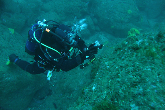 ECOALGA - CENTRO DE MERGULHO DA COSTA ALENTEJANA - photo 5