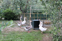 Cevoli Country Resort
