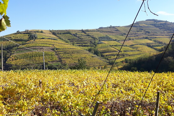 Società Agricola Casarotto - photo 1