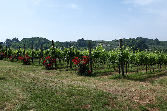 Società Agricola Giovanni Terenzi - photo 1