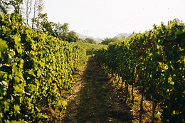 Cantina Il Monticello