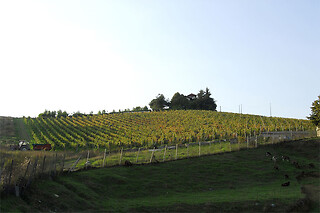 Visita alla cantina e ai vigneti con degustazione di vino presso Cascina La Signorina in provincia di Alessandria