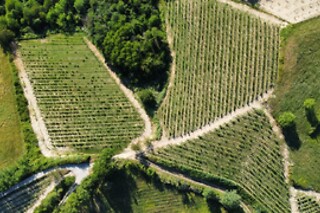 Visita alla cantina e ai vigneti con degustazione di vino presso Cascina La Signorina in provincia di Alessandria