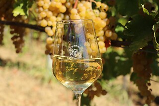 Visita ai vigneti e alla cantina con degustazione di vini tipici da Casa Benna in provincia di Piacenza