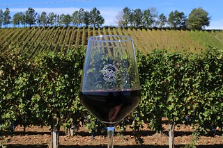 Visita ai vigneti e alla cantina con degustazione di vini tipici da Casa Benna in provincia di Piacenza