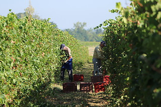 Visita ai vigneti e alla cantina con degustazione di vini tipici da Casa Benna in provincia di Piacenza