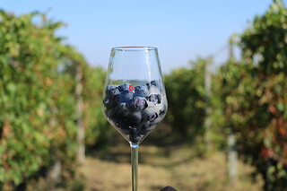 Visita ai vigneti e alla cantina con degustazione di vini tipici da Casa Benna in provincia di Piacenza