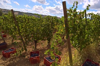 Visita ai vigneti e alla cantina con degustazione di vini tipici da Casa Benna in provincia di Piacenza