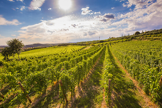 Visita ai vigneti e alle cantine con degustazione guidata di vini tipici presso Agricola Montenigo nel veronese