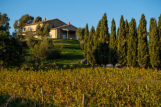 Visita alla cantina e ai vigneti con degustazione guidata di vini presso Capua Winery in provincia di Grosseto