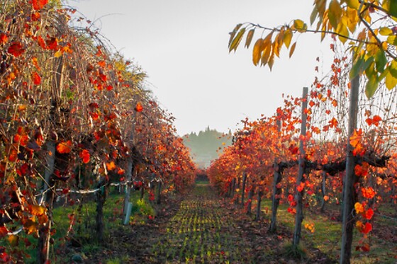 Franchina e Giarone - photo 3