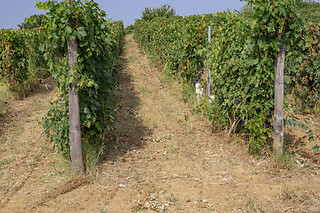 Visita di cantina e vigneti con degustazione presso Azienda Agricola Boggero a Vaglio Serra in provincia di Asti