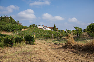 Visita di cantina e vigneti con degustazione presso Azienda Agricola Boggero a Vaglio Serra in provincia di Asti