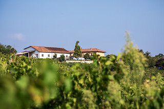 Visita di cantina e vigneti con degustazione presso Azienda Agricola Boggero a Vaglio Serra in provincia di Asti