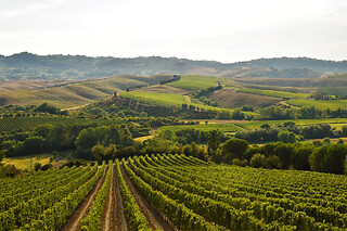 Wine Tour con degustazione all Cantina Wine Shop Badia di Morrona in provincia di Pisa