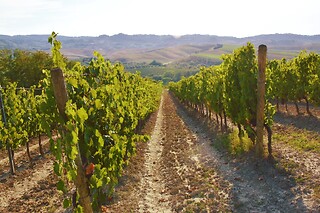 Wine Tour con degustazione all Cantina Wine Shop Badia di Morrona in provincia di Pisa