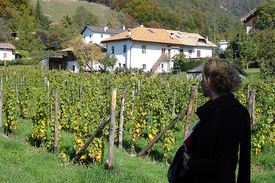 Azienda Agricola Viola - photo 1