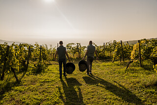 Visita alla cantina e degustazione di vini presso Cantina Castello in provincia di Verona