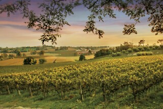 Visita del vigneto con degustazione presso la Cantina Bertagna in provincia di Mantova